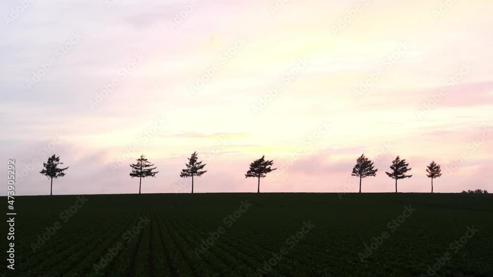 Seven larch trees standing on the hill are landmarks. Evening view of the fairy tale hill. Seven larch trees standing on the hill are landmarks. Evening view of the fairy tale hill.