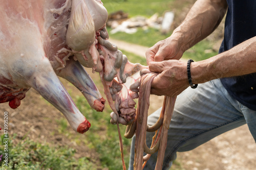 Lamb or sheep slaughter back view on hands of unknown caucasian man farmer removing intestines and guts of animal at his farm in the village outdoor in summer day photo