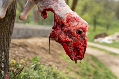 Lamb slaughter close up on skinned head of sheep slaughtered animal hanged on the farm outdoor © Miljan Živković