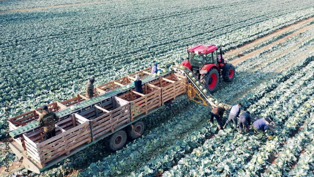 Farmers are using conveyor to load cabbage into a tractor Stock 비디오 ...