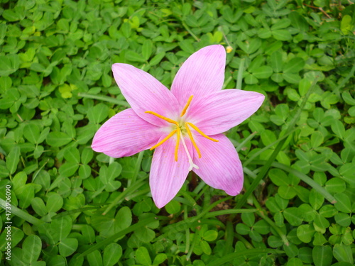 flor