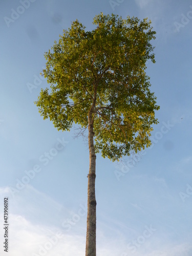 tree