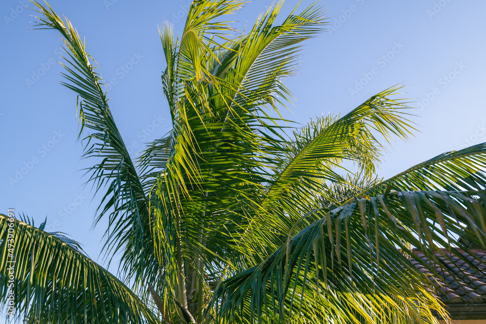 palm leaves blowing in the wind texture palm leaves blowing in the wind texture