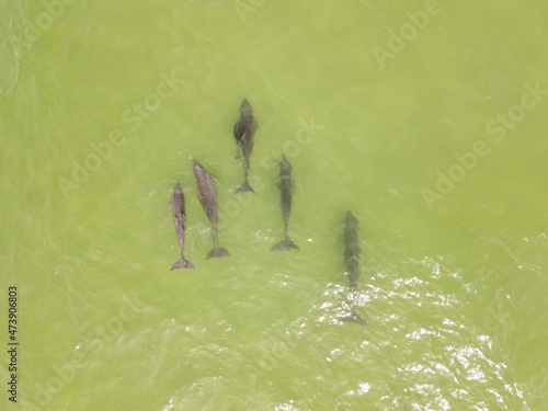 dolphin pod