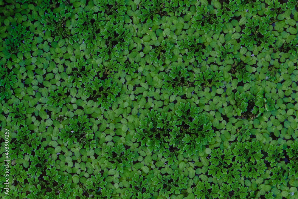 Nature green leaves background of duckweed on water surface