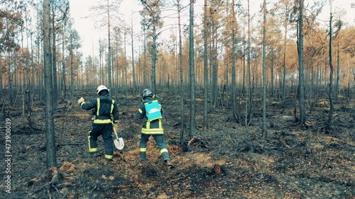 Burnt-out forest with male firefighters crossing it