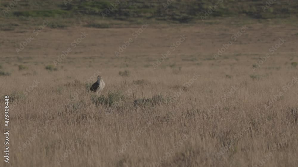 Eagle standing in tall grass blowing in the wind Eagle standing in tall grass blowing in the wind