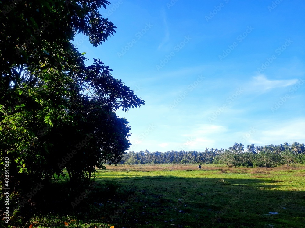 Fototapeta premium field and blue sky