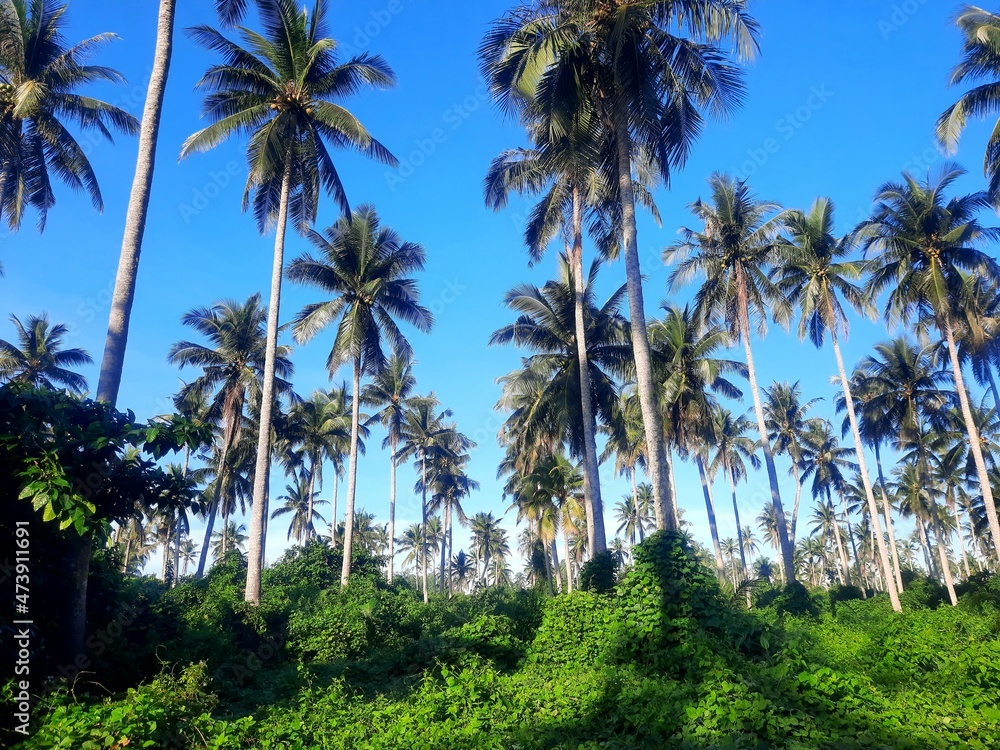 Naklejka premium Coconut tress in the field