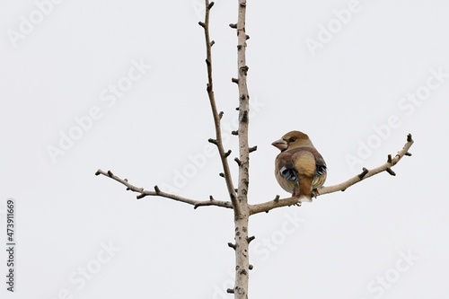 Fotografie, Obraz hawfinch on the branch