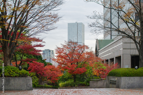 鮮やかな紅葉　東京、赤坂5丁目の街の風景