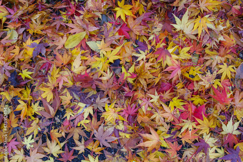 色鮮やかなもみじの葉が地面に落ちている