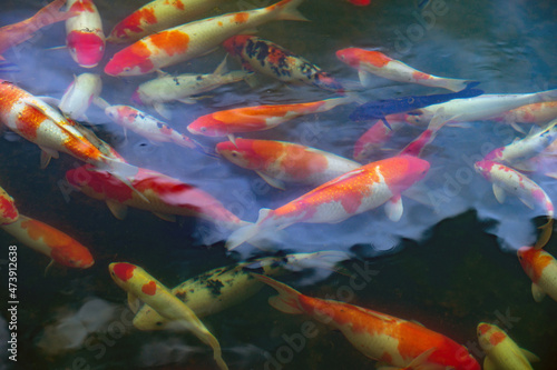 Koi fish in pond © Lina