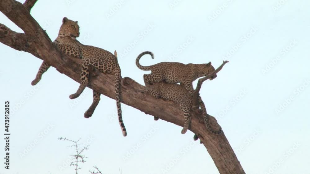 A leopard cub struggles to jump over another on a tree branch. A leopard cub struggles to jump over another on a tree branch.