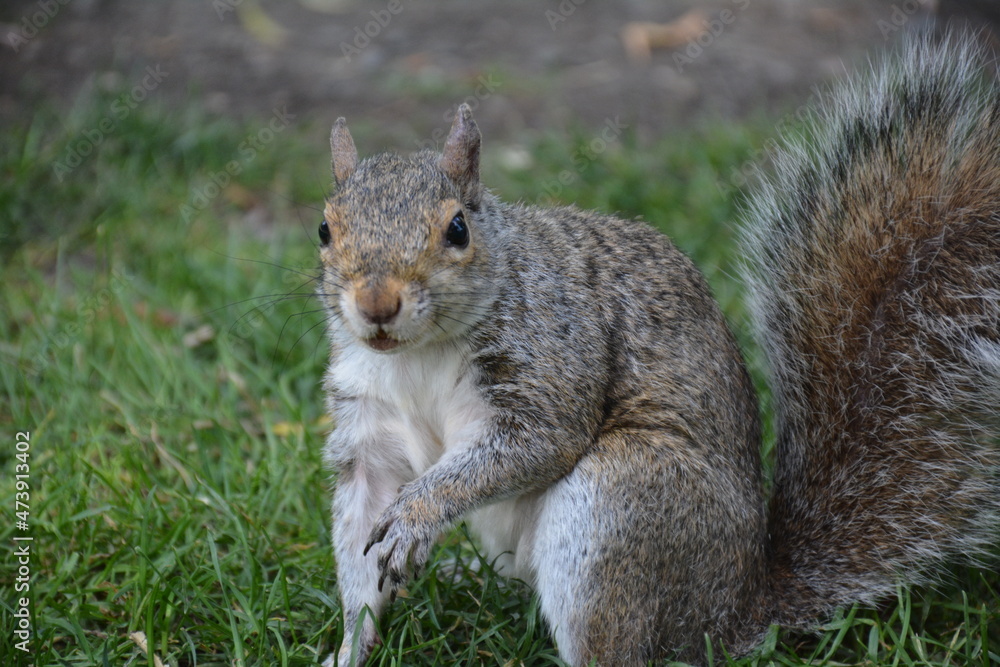 squirrel in the park