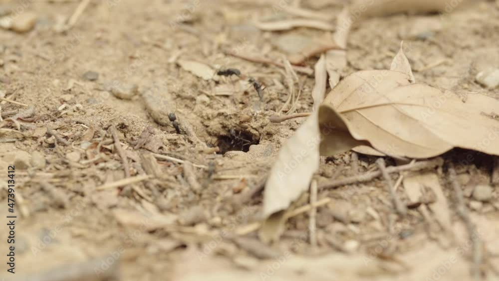 A family of ants roaming around the hole (2) A family of ants roaming around the hole (2)