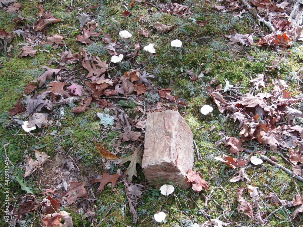 Fototapeta premium Fairy Mushrooms Among the Leaves and Moss