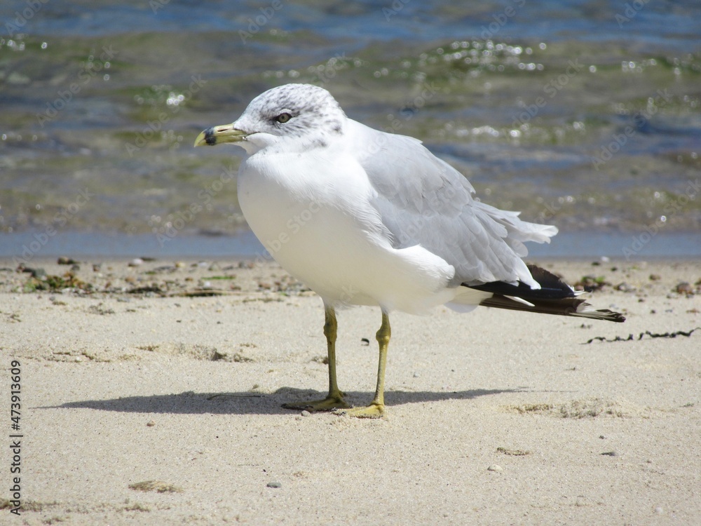 seagull on the beach seagull on the beach