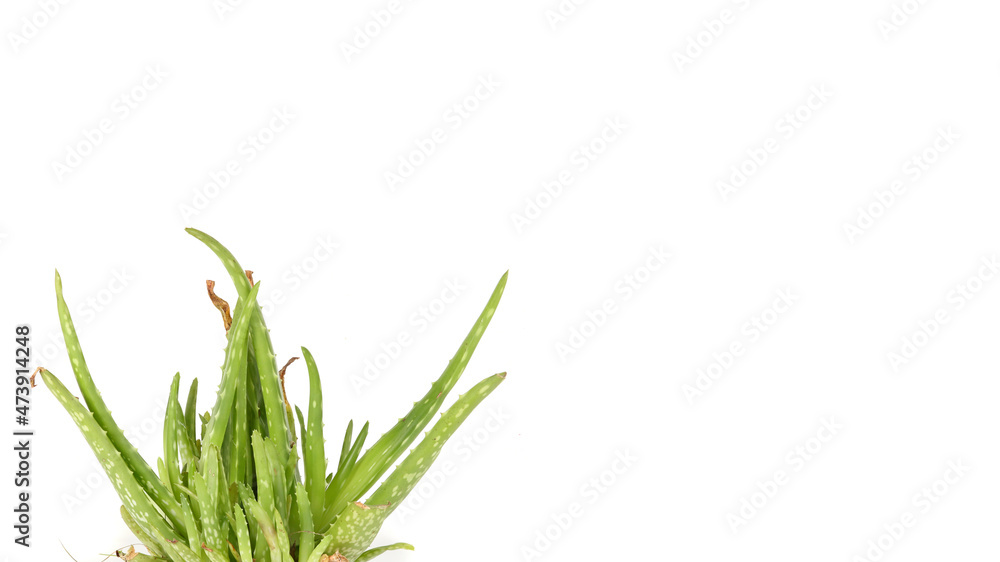 Aloe Vera plant in an isolated pot on a white background in a studio 
