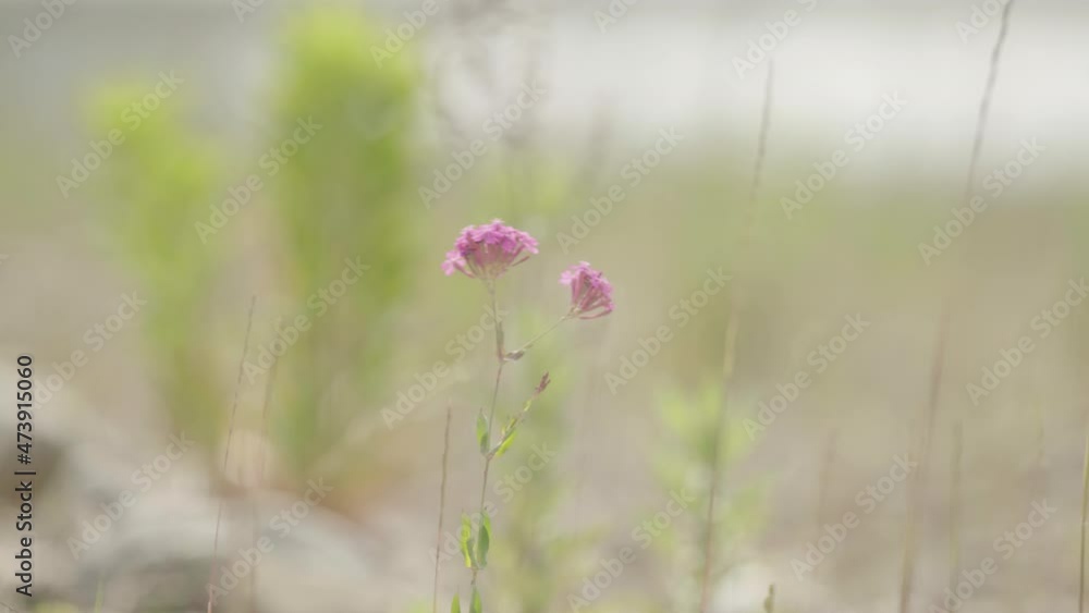 The wind that blows through the spring grass The wind that blows through the spring grass