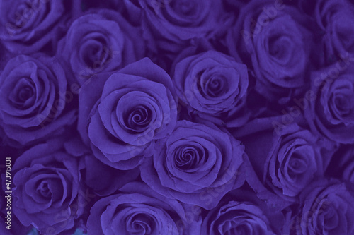 violet color roses background  toning color of the year Very Peri