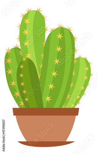 Green room cactus. Cute succulent in clay pot