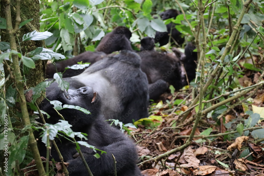 Fototapeta premium Mountain Gorilla thinking in Uganda
