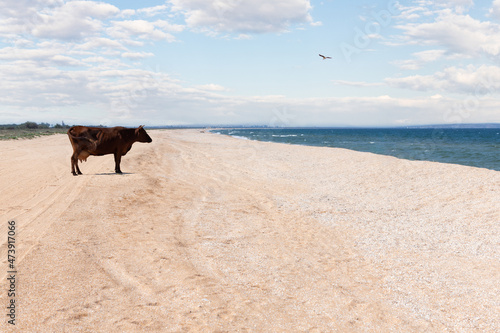 Wallpaper Mural A brown cow stands on a beach near the sea. Front view. Torontodigital.ca
