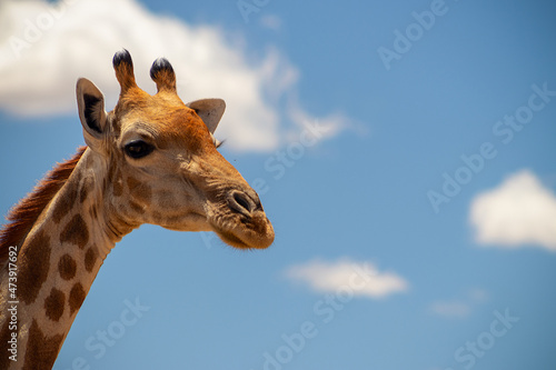 Wild african life. A large common South African giraffe on the summer blue sky.