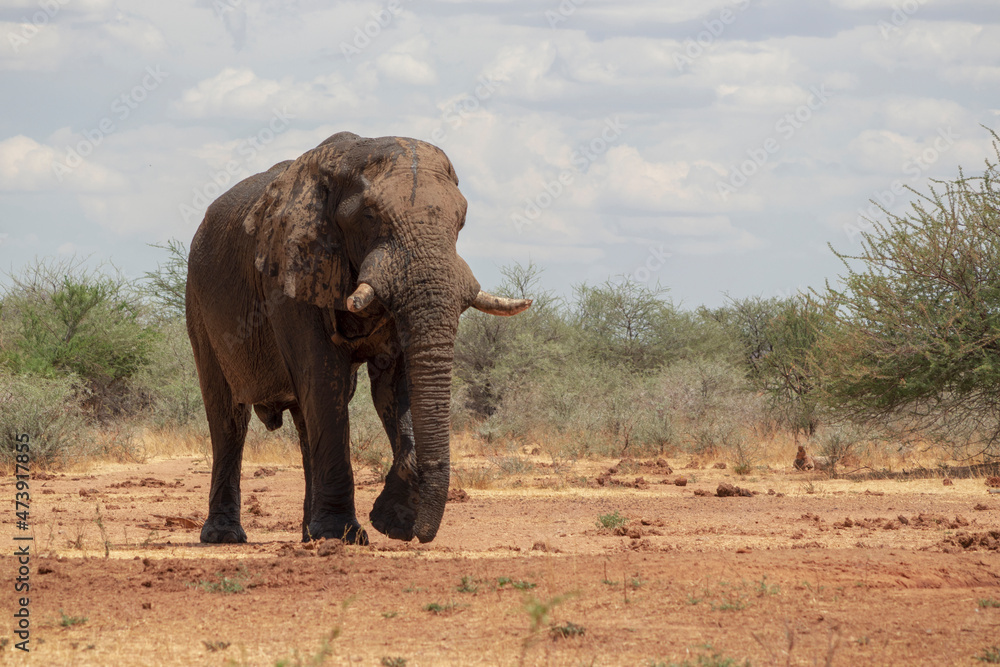 Front view of african elephant in the grasslands of Etosha National Park, Namibia. Front view of african elephant in the grasslands of Etosha National Park, Namibia.