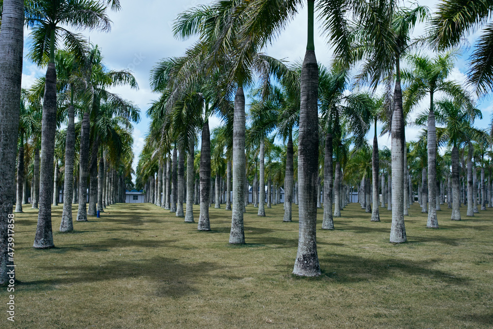 Jungle island tropics summer palm tree travel plantation