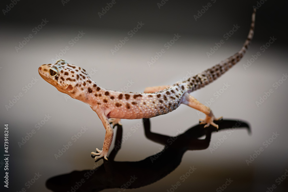 Side view of Leopard Gecko.