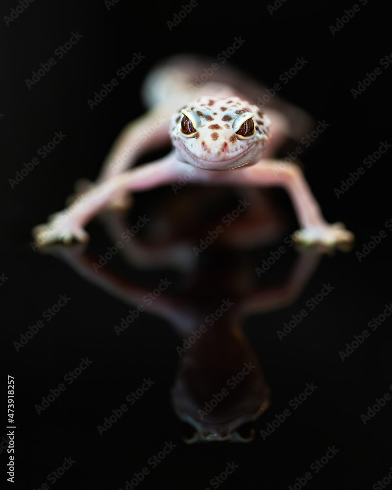 Front view of Leopard Gecko.