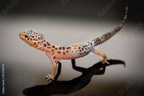 Obraz na płótnie Side view of Leopard Gecko. w salonie