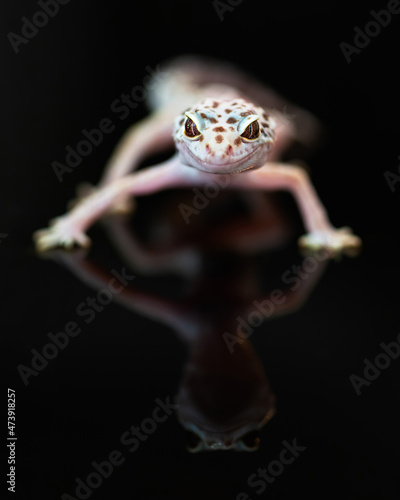 Obraz na płótnie Front view of Leopard Gecko. w salonie