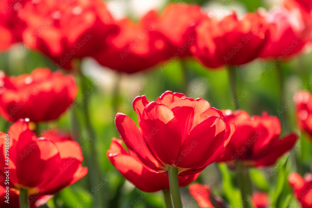 Colorful red tulips blossom in spring garden Colorful red tulips blossom in spring garden