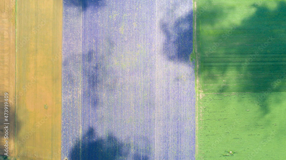 Naklejka premium Top down view of fields with various types of agriculture. Beautiful lavender fields.