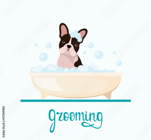 Cute French baldog washes in the bathroom with foam. Grooming. Cartoon design.
