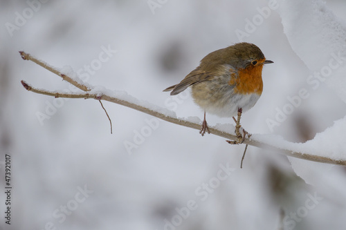 robin in the snow 