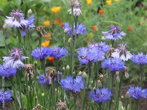 Bright garden flowers in the grass
