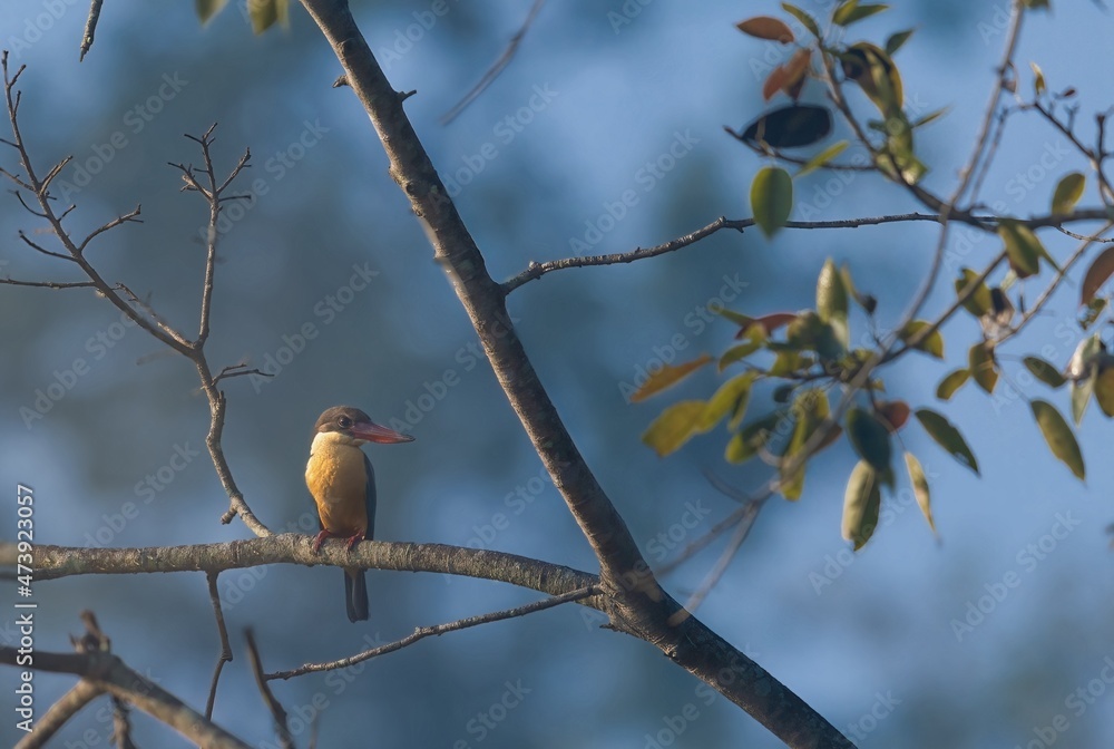 kingfisher in misty background kingfisher in misty background