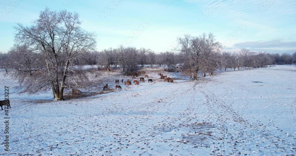Horses graze in winter among the trees. A herd of horses in winter. Grazing a herd of horses in the winter season. Horses graze in winter among the trees. A herd of horses in winter. Grazing a herd of horses in the winter season.