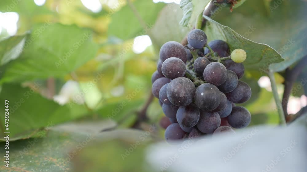 Branch of ripe Isabella grapes or Vitis labrusca. Autumn harvest time for grapevine. Branch of ripe Isabella grapes or Vitis labrusca. Autumn harvest time for grapevine.