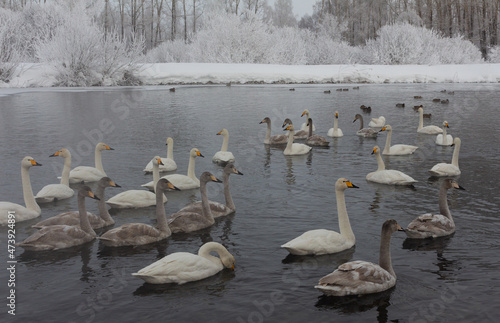 Wallpaper Mural Whooper swans in winter, Lake Lebyazhye, Altai, Russia Torontodigital.ca