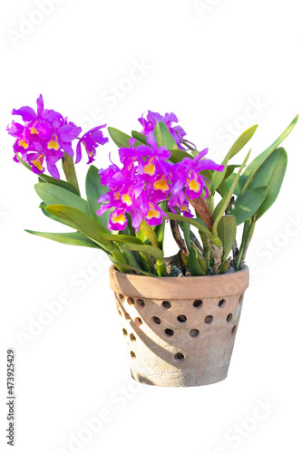 Purple and yellow Cattleya orchid flower bloom in pot with sunlight in the garden isolated on white background included clipping path.