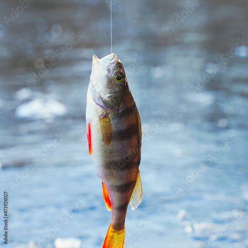 A perch hangs on a hook above an ice hole. Winter ice fishing photo