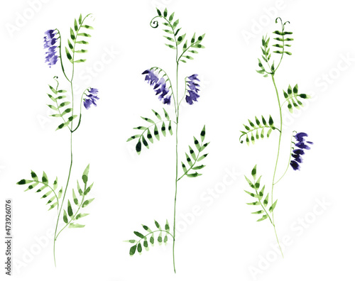 cow vetch plants, watercolor drawing wild flowers, Vicia cracca isolated at white background, hand drawn illustration