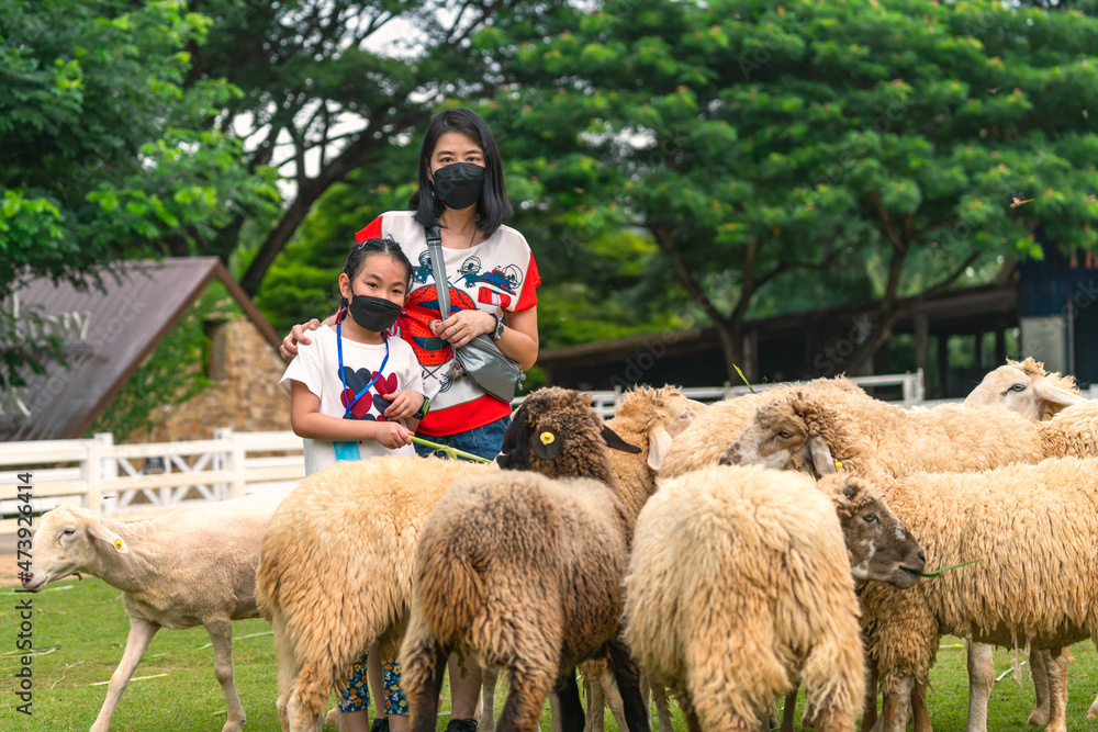 Asian child girl with mother feeding grass to sheep in the farm of Suan ...