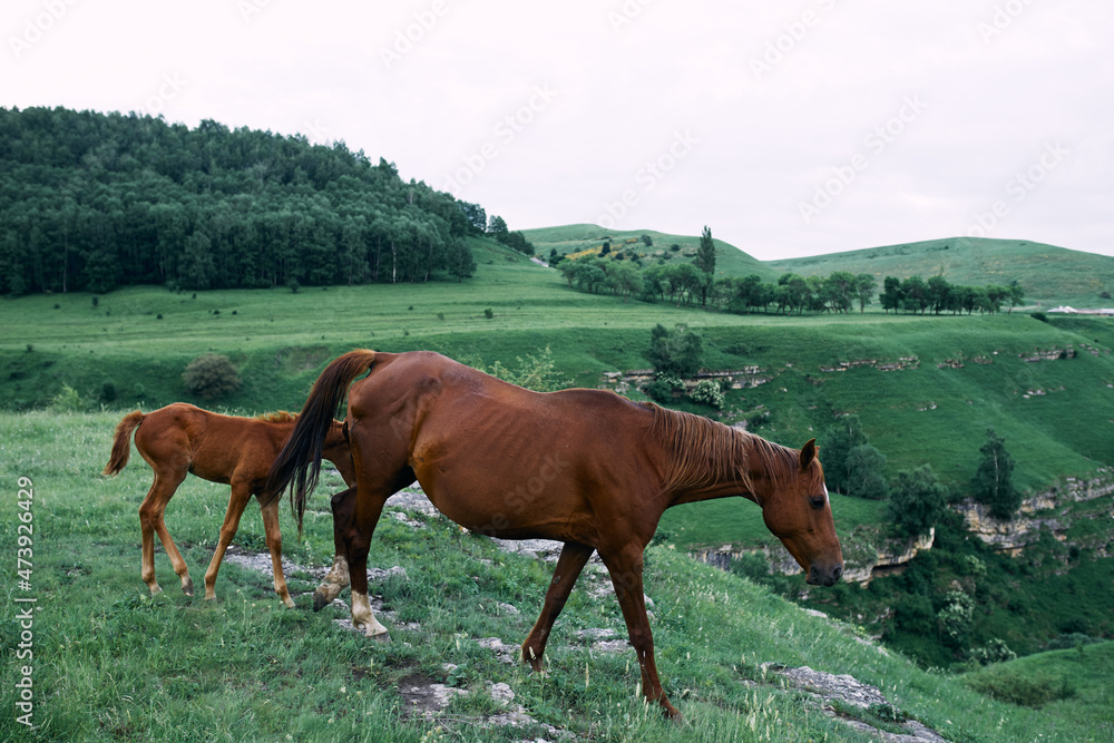 herd of horses in a field green grass landscape nature herd of horses in a field green grass landscape nature