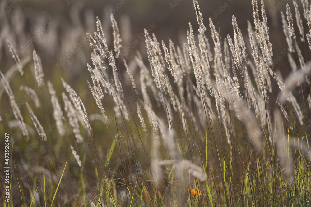Fototapeta premium Ripe spikelets in wheat field